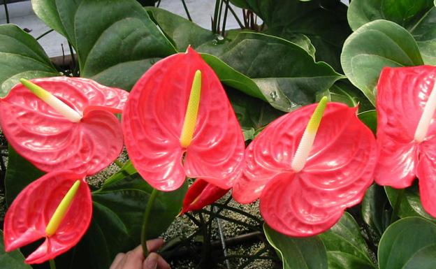 Anturio Anthurium ¿cuáles Son Los Cuidados Del Anturio Una Planta Tropical Perfecta Para 2797